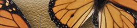 butterfly_image